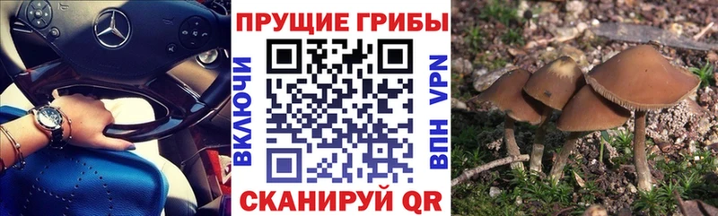 Галлюциногенные грибы мицелий Белая Холуница